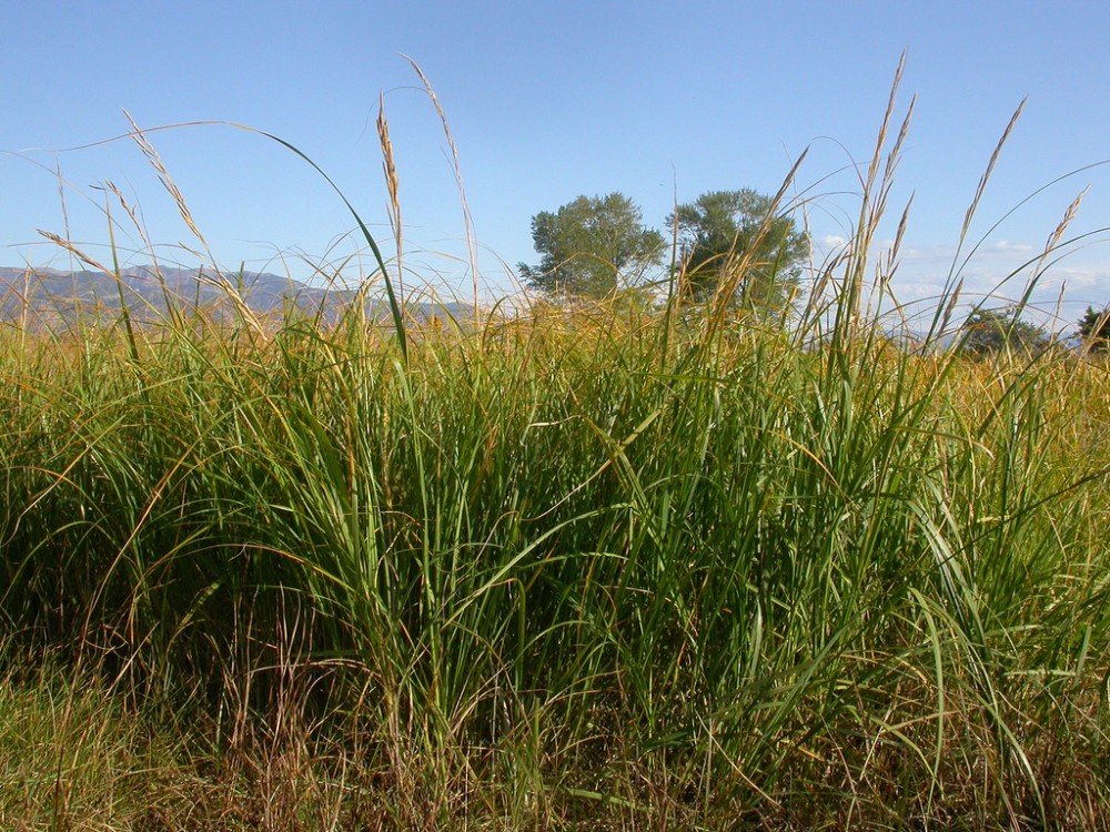 spartina_alterniflora_3